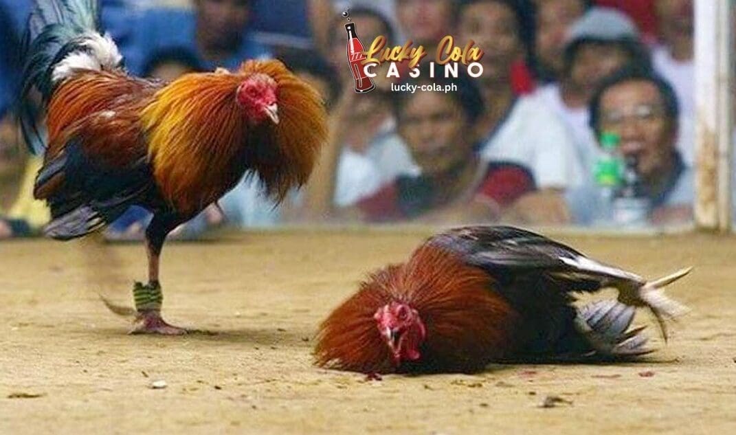 Cockfighting Sabong Lucky Cola e1692375473652